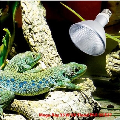 FTL Full Spectrum Reptile HID Lamp 35W 6500k UVB Bulb 6000K Daylight Alert Πιστοποιημένο CE/ROHS